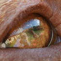 Dog (Hungarian Vizsla)