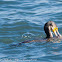 Cormorant; Cormorán Grande