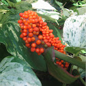 Jack in the Pulpit