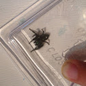 Bold Jumping Spider