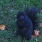 Black squirrel