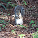 Eastern Grey Squirrel