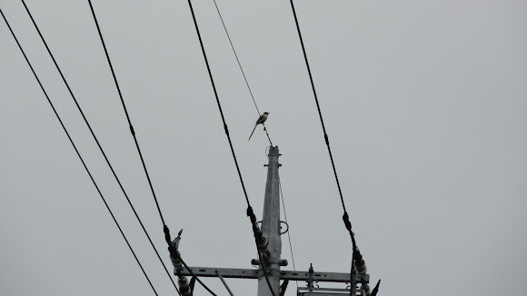 Spotting Image 1