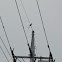 Azure-winged Magpie