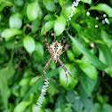 Spiny orb-weaver
