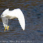 Little Egret; Garceta Común