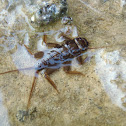 Stonefly Larvae