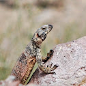 Chuckwalla