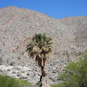 California Fan Palm