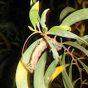 caterpillar