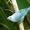 Blue-gray tanager