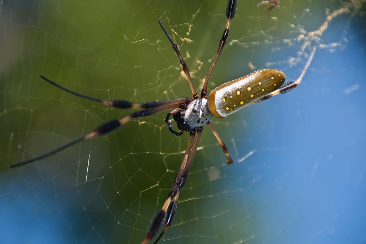 Golden Silk Orb Weaver