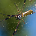 Golden Silk Orb Weaver