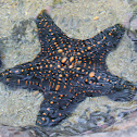 Starfish