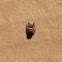 Unknown spotting