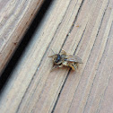Honey Bee