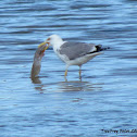 Yellow-legged gull