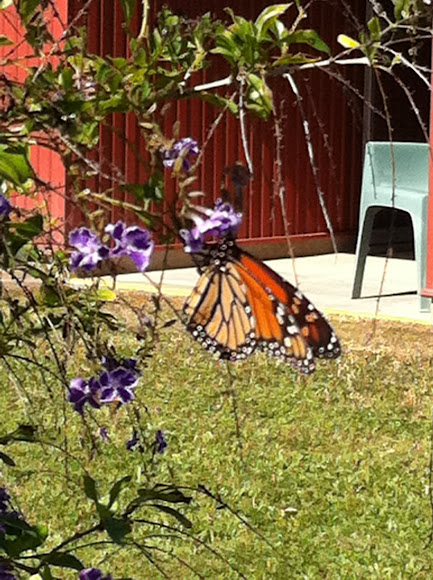 Spotting Image 1