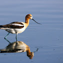 American Avocet
