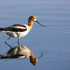 American Avocet