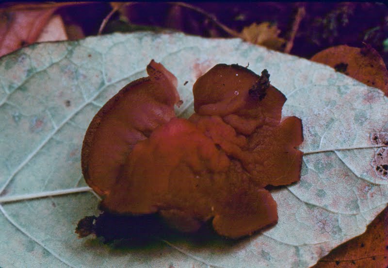 red cup fungus (Ascocoryne cylichnium)