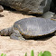 Green Sea Turtle