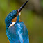 Martin Pescatore (Kingfisher)