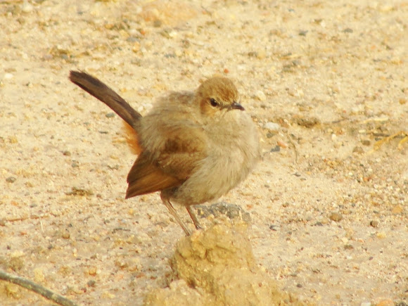Spotting Image 1