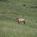 Przewalski's Horse