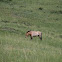 Przewalski's Horse