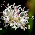 Palafoxia