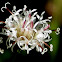 Palafoxia