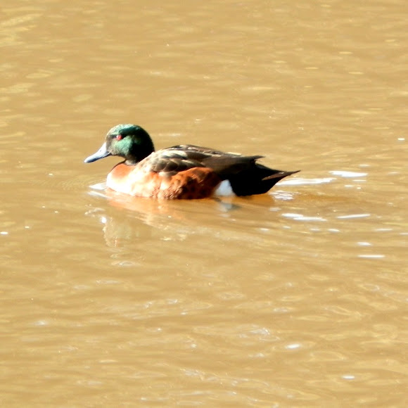 Spotting Image 1