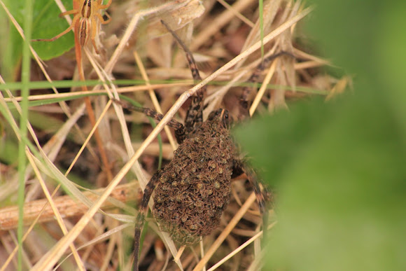 Spotting Image 1