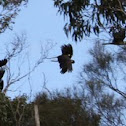 Yellow-tailed Black Cockatoo 