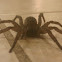 Wolf Spider