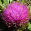 Perpétua (Globe amaranth)