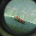 Candystriped Leafhopper