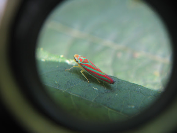 Spotting Image 1