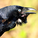 Torresian Crow