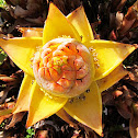Golden Lotus Banana
