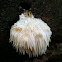 Hericium americanum