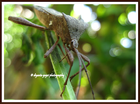 Spotting Image 1
