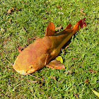 Redtail catfish
