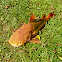 Redtail catfish