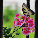 Swallowtail butterfly
