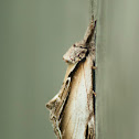 Black-rimmed Prominent