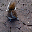 Eastern grey squirrel