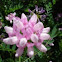 Crown Vetch