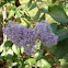 Ceanothus arboreus.  